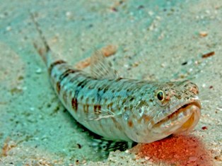 Lezard